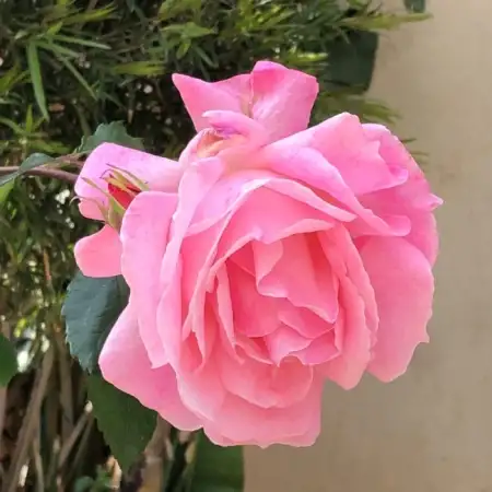 Adm, 61Tel Aviv, Israel 